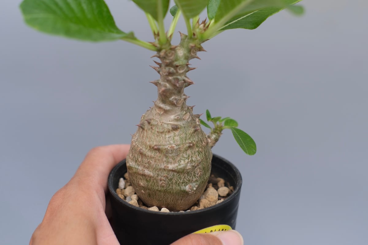 パキポディウム ウィンゾリー 実生株 070 Pachypodium windsorii |