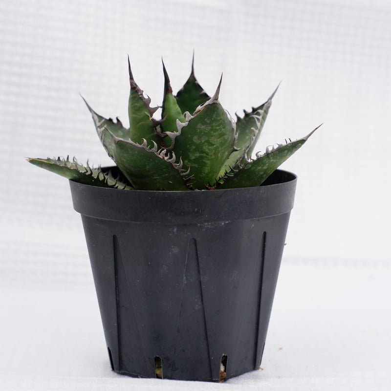 アガベ ホリダ 023 Agave horrida 強棘 | Sunny Branch