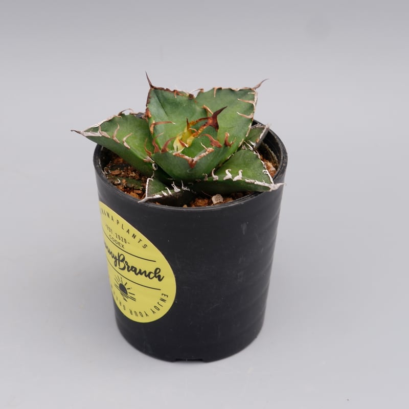 アガベチタノタシーザー アガベ・チタノタ シーザー/凱撒(中)-044｜agave titanota