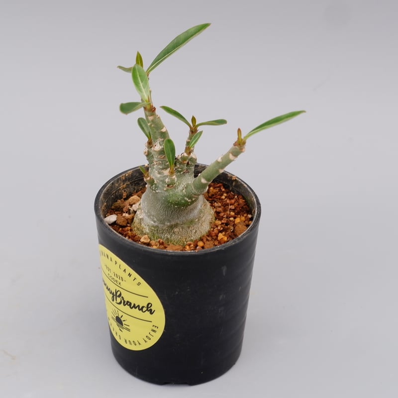 アデニウム ソマレンセ 実生株 Adenium somalense 002 | Sunny