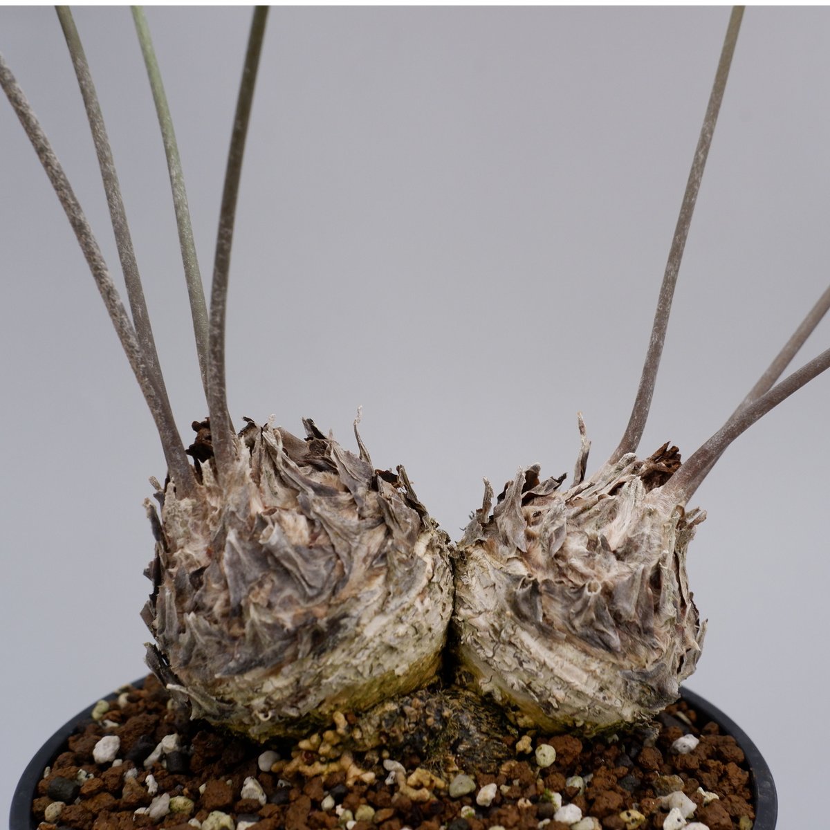 ザミア フロリダーナ2頭 002 Zamia floridana 蘇鉄 | Sunny Branch