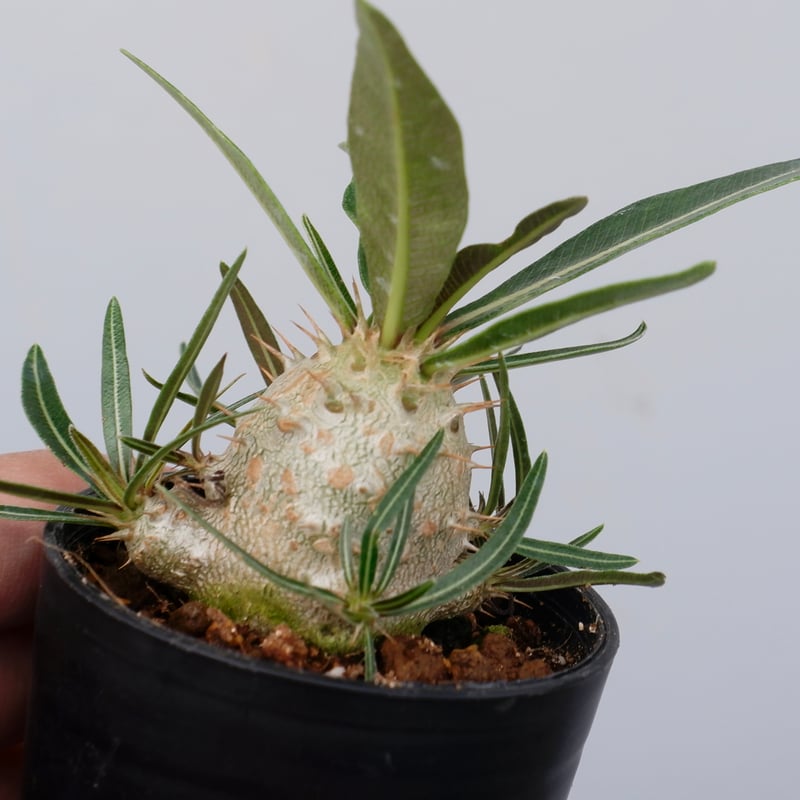 パキポディウム カクチペス 実生株 011 Pachypodium cactipes | Su