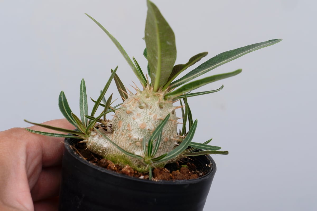 パキポディウム カクチペス 実生株 011 Pachypodium cactipes | Su