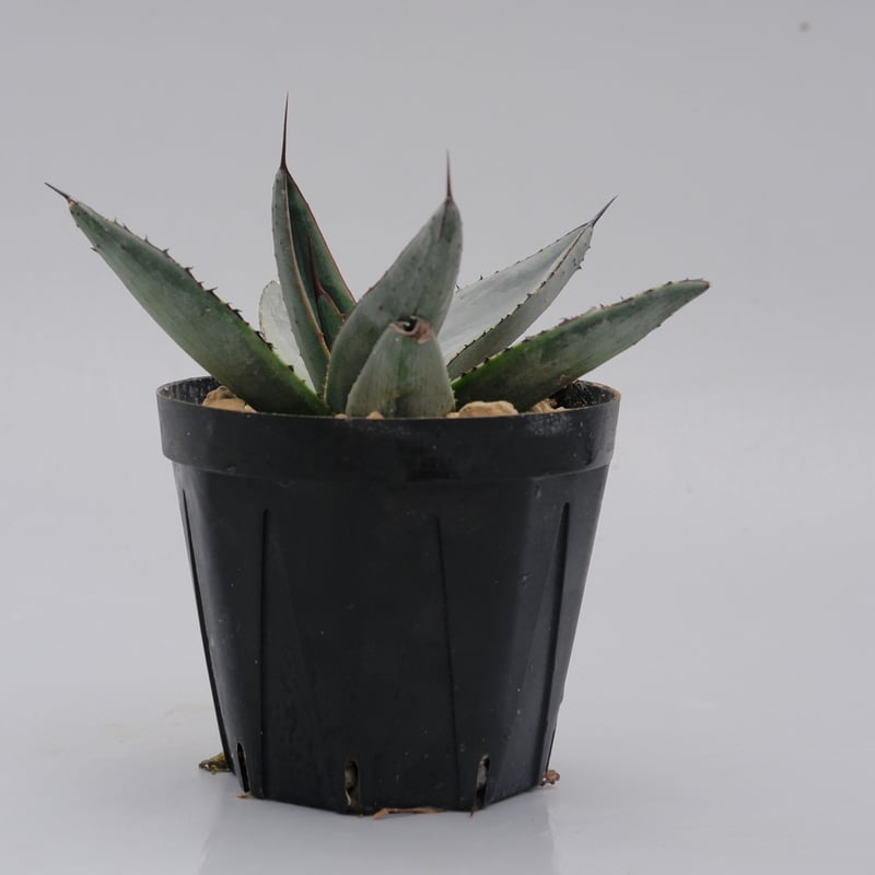 アガベ シャークバイト　親株　◇ 写真現品　シャークスキン アガベ シャークバイト