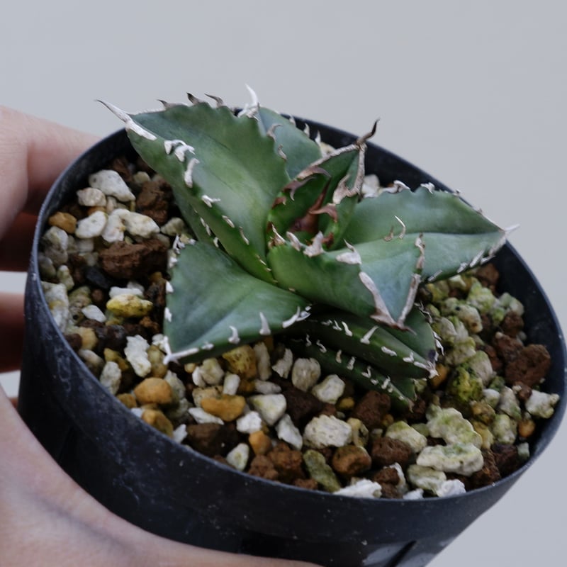 Agave titanota 白火焔 ホワイトファイヤー 013 | Sunny Branch