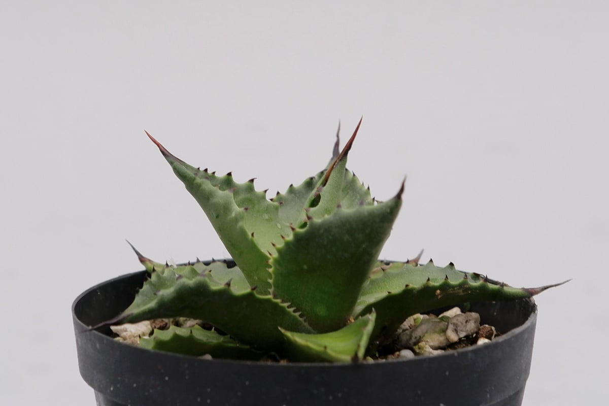 【マサ】アガベ まさ (@masa35masa) • Instagram photos and videos