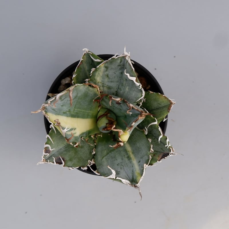 斑入り】アガベ チタノタ 白鯨 Agave titanota white whale 197 斑入り】アガベ チタノタ 白鯨 Agave titanota white whale 197