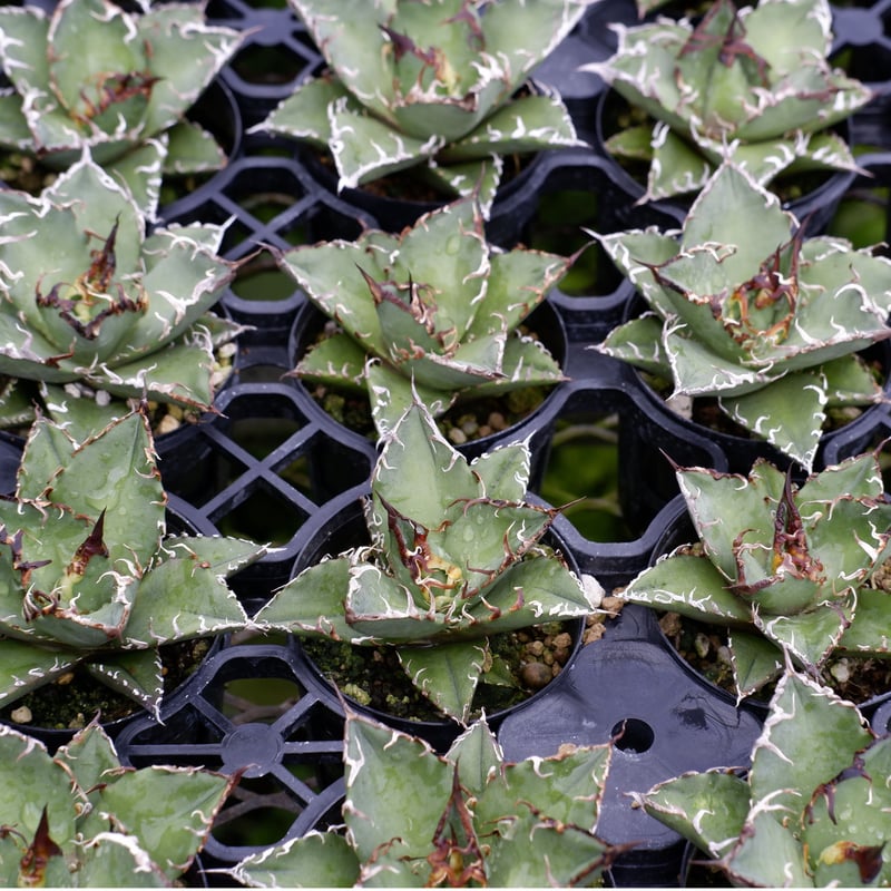 アガベ チタノタ シーザー 5株