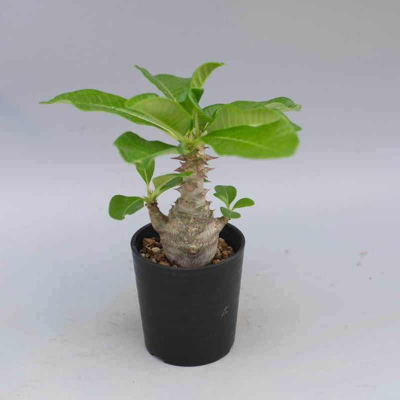 パキポディウム・ウインゾリー実生② Pachypodium Windsorii パキポディウム・ウィンゾリー実生記録②(Pachypodium Windsorii