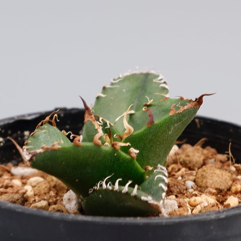 アガベ チタノタ シーザー Agave titanota caesar 098 | Sunny