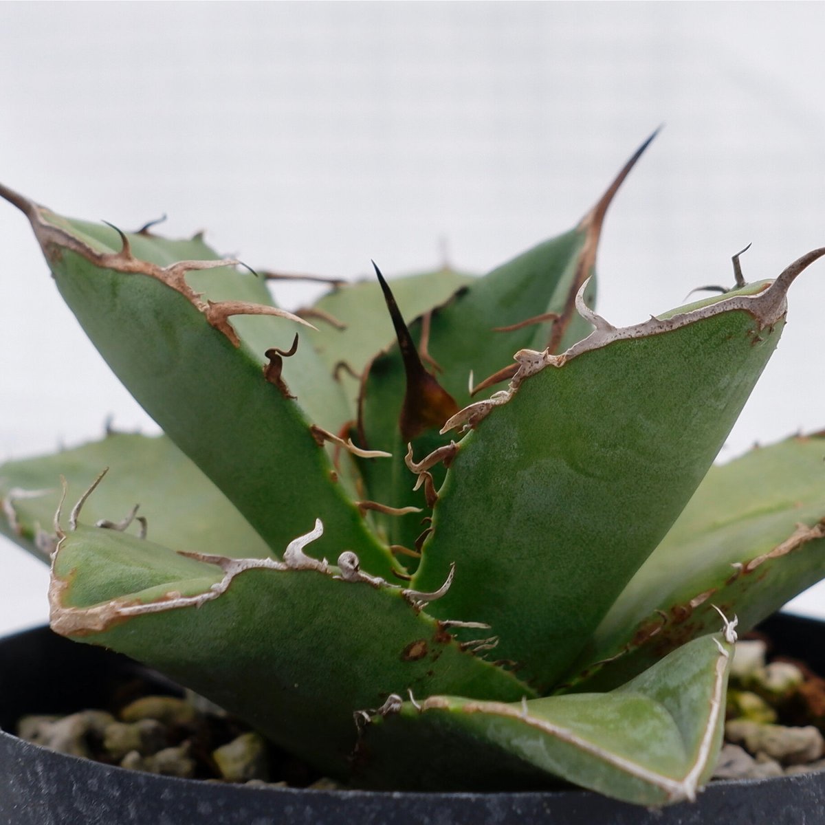 アガベ オテロイ 実生株 Agave oteroi seeding 018 | Sunny