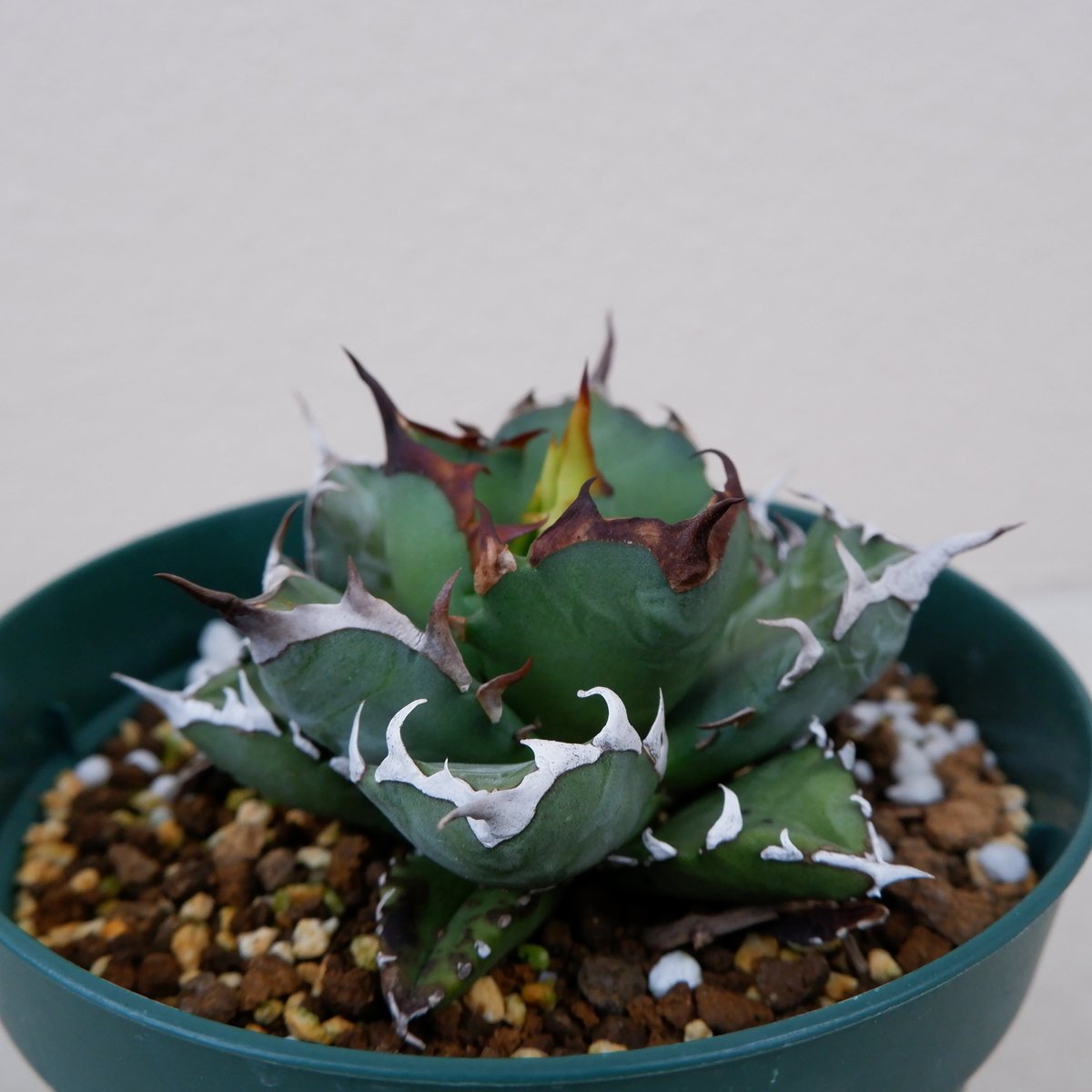 特選 チタノタ 姫厳竜 (シーザー パキポディウム グラキリス SRL ) 特選 チタノタ 姫厳竜（アガベ パキポディウム グラキリス パキプス