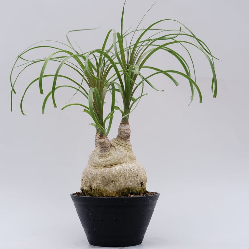 【年末セール】ボーカルネア・レクルバータ / ノリナ トックリラン 大株 レア ボーカルネア・レクルバータ006 トックリラン ノリナ | Sunny Branch