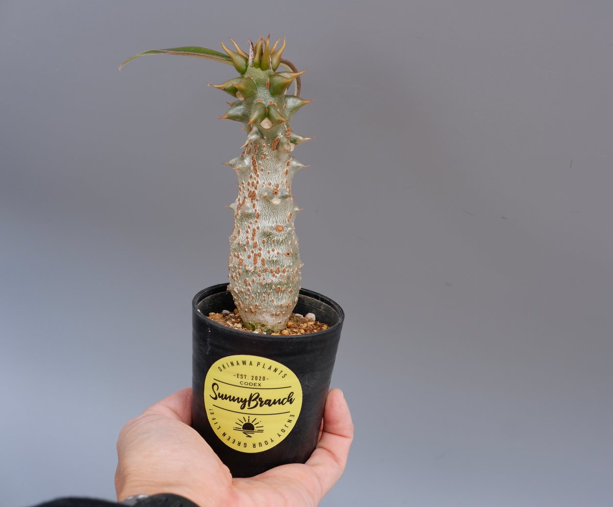 パキポディウム バロニー実生株021 Pachypodium baronii | Sunny