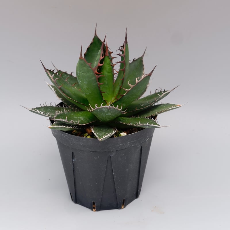 アガベ ホリダ 043 Agave horrida 強棘 | Sunny Branch