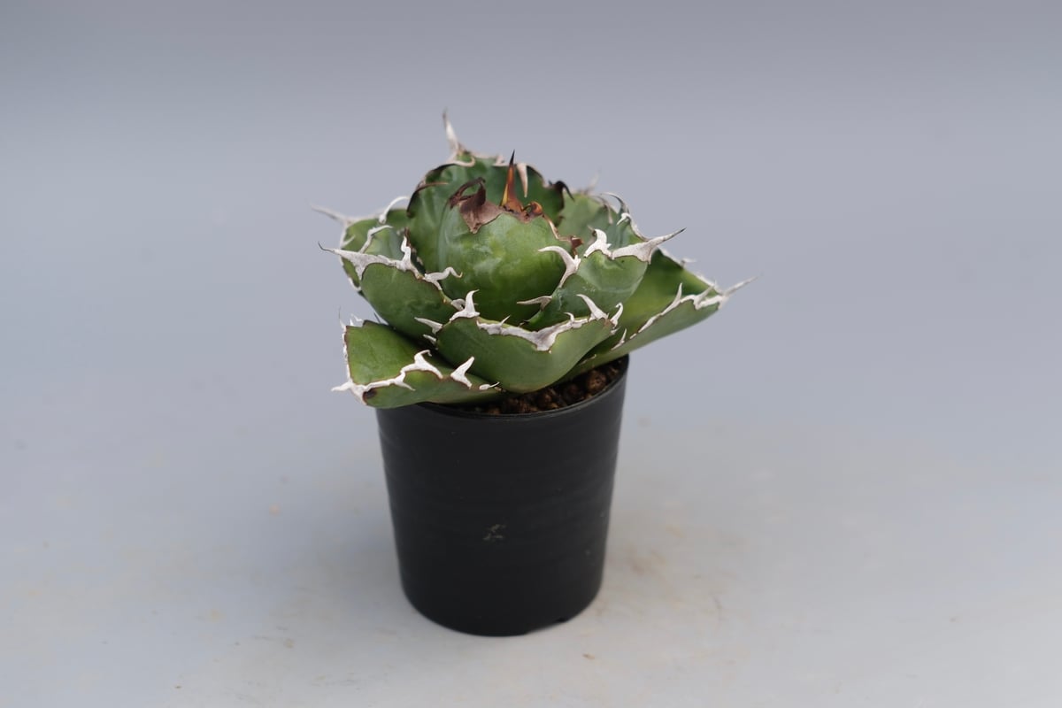 アガベ チタノタ 白鯨 Agave titanota white whale 226 | Su