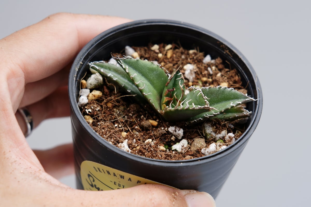 アガベ チタノタ シーザー Agave titanota caesar 011 | Sunny