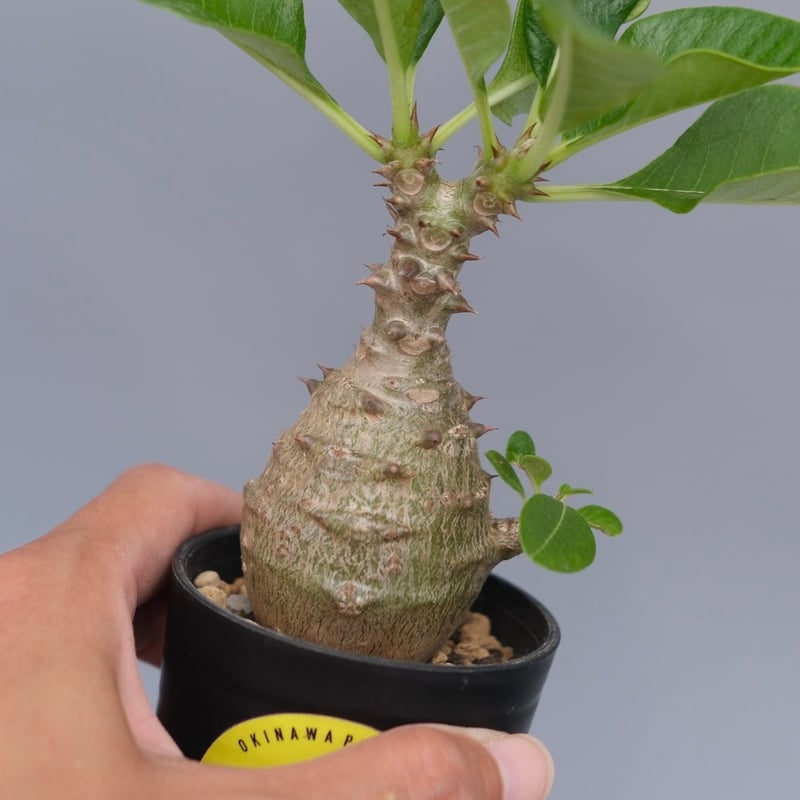 パキポデュウム　ウィンゾリー　HIRO パキポデュウム ウィンゾリー HIRO様専用