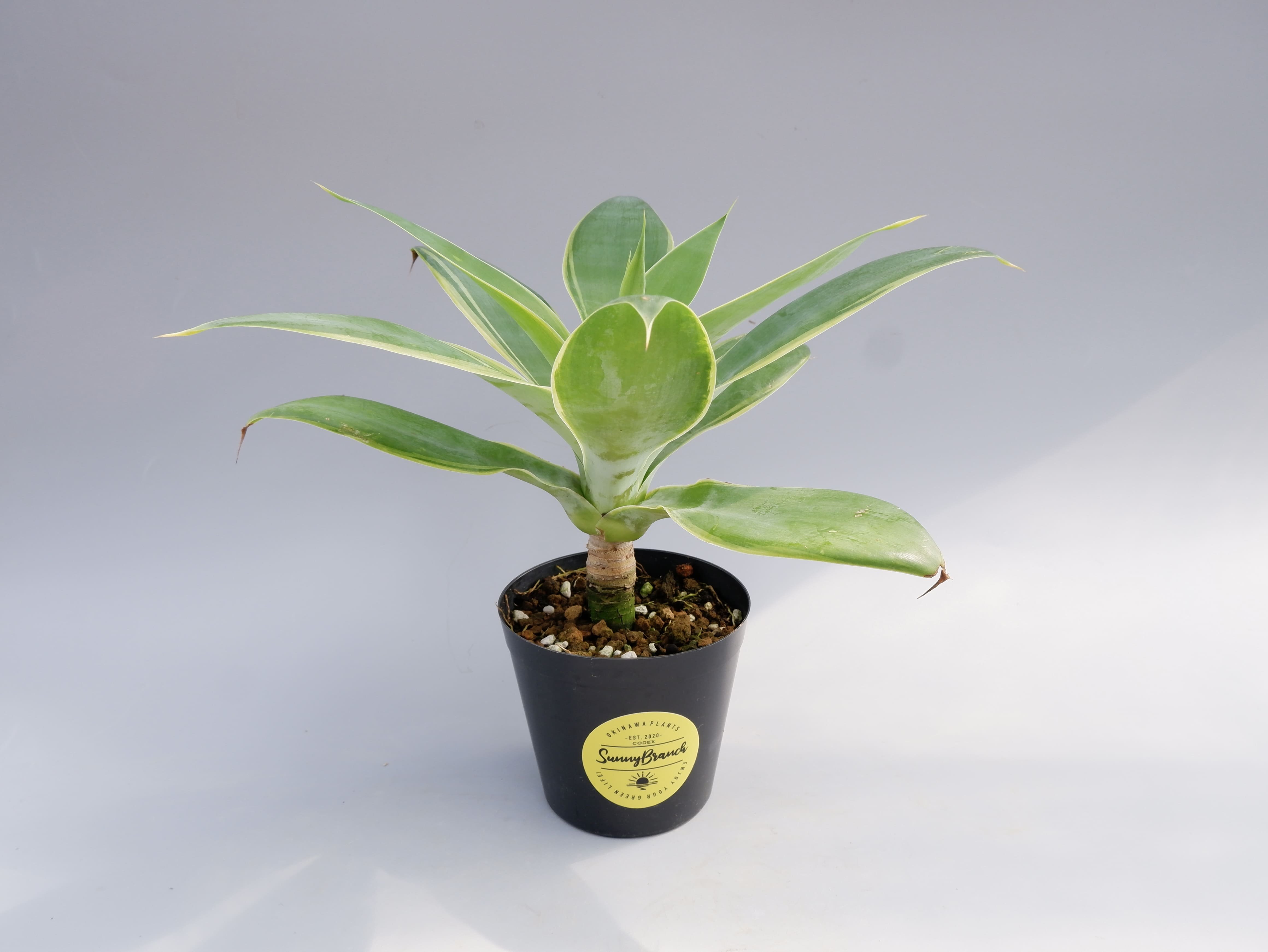 斑入り】アガべ アテナータ Agave attenuata 'Variegata' 002