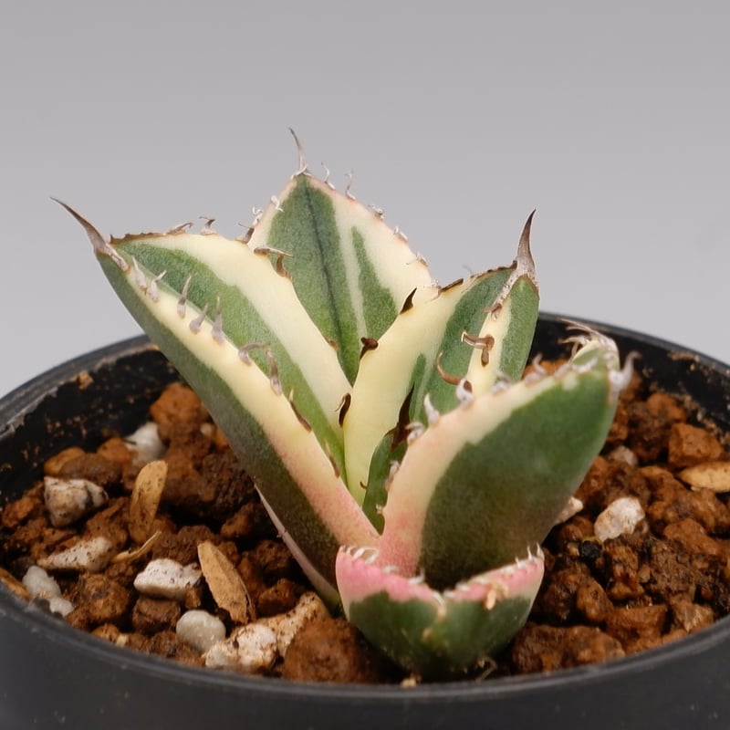 アガベ チタノタ スナグルトゥース Agave titanota Snaggle