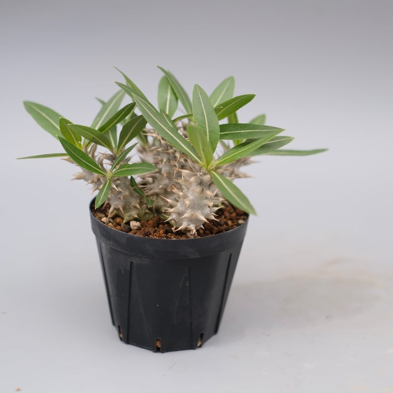 パキポディウム ロスラーツム 実生株 013 Pachypodium rosulatum