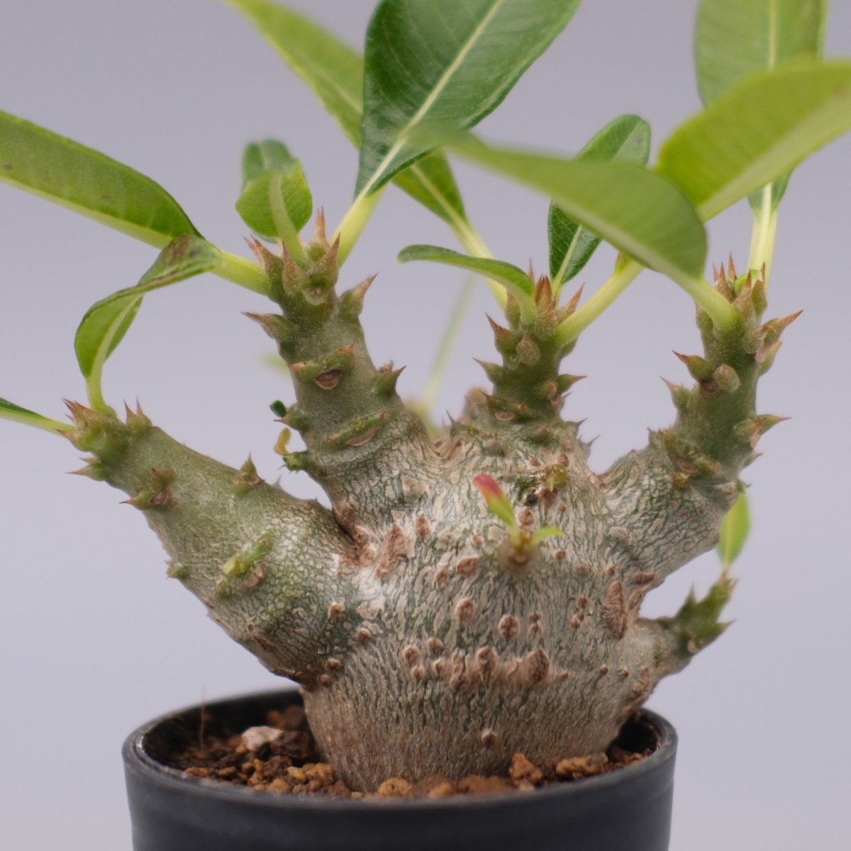 パキポディウム ウィンゾリー 実生株 101 Pachypodium windsorii |