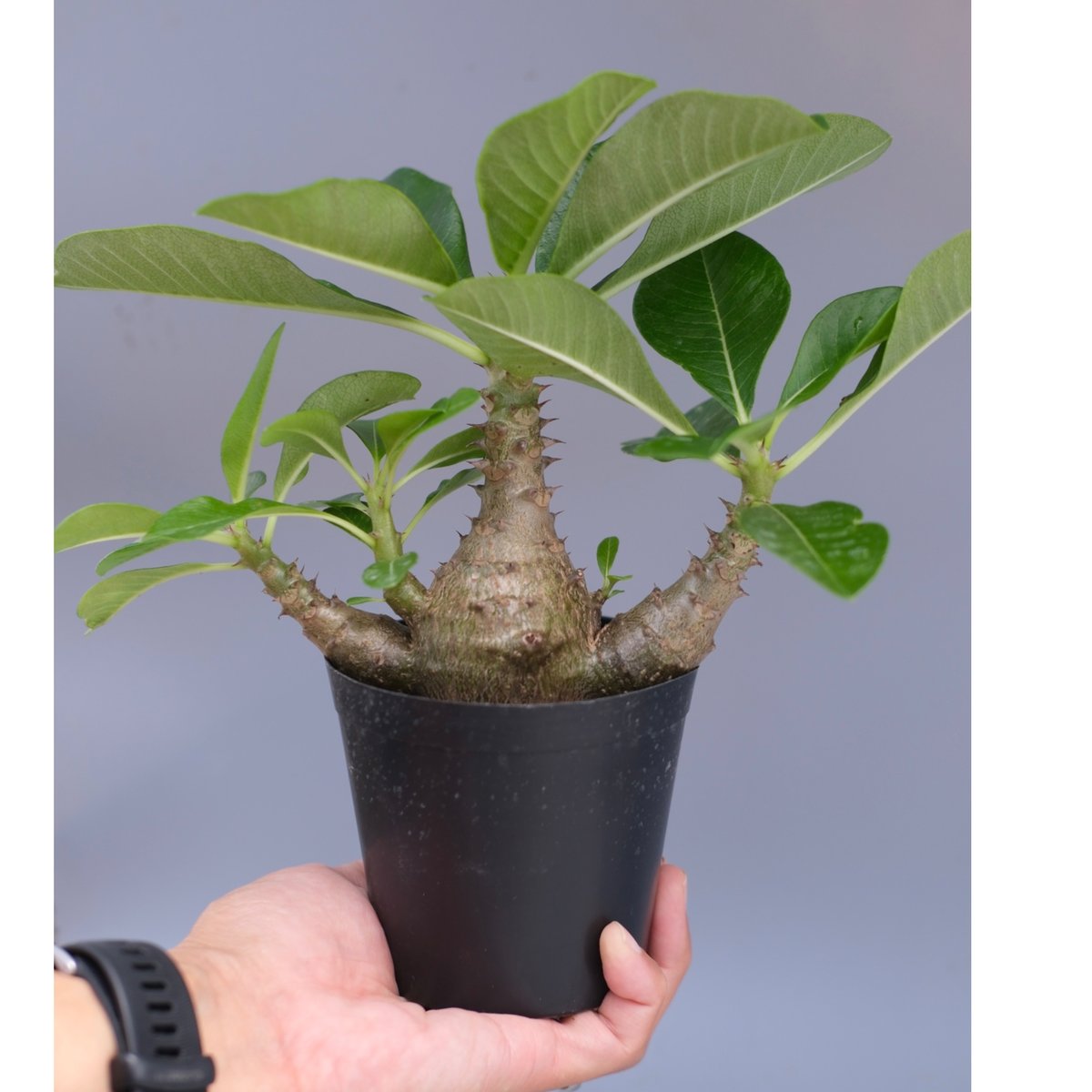 パキポディウム ウィンゾリー 実生株 066 Pachypodium windsorii |