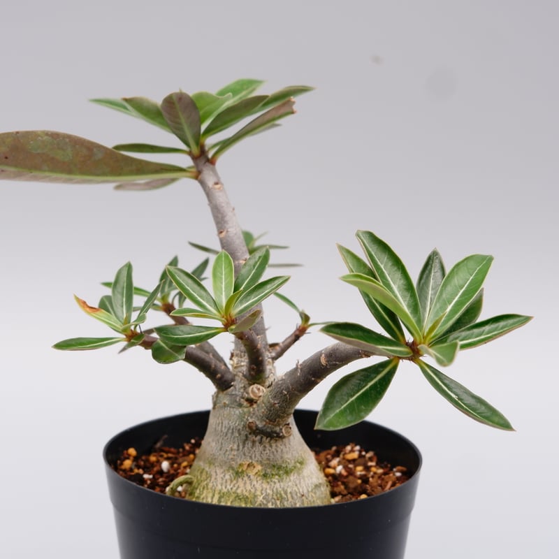 アデニウム ソマレンセ 実生株 Adenium somalense 004 | Sunny B
