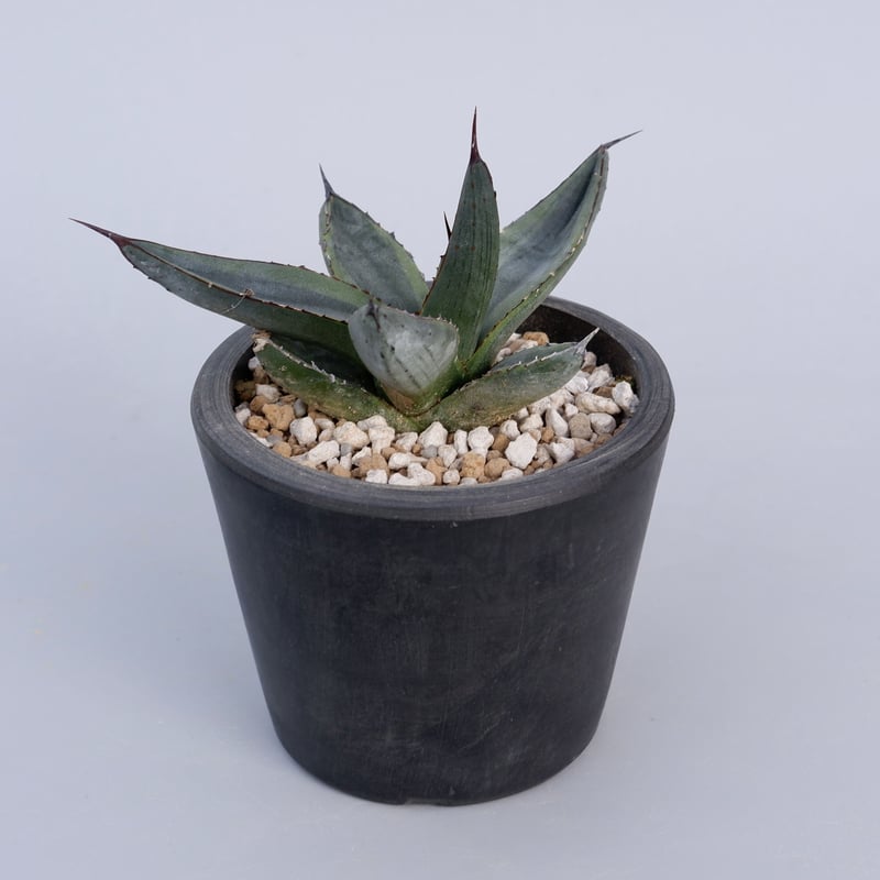 アガベ シャークバイト　親株　◇ 写真現品　シャークスキン fit=scale-down,w=1200