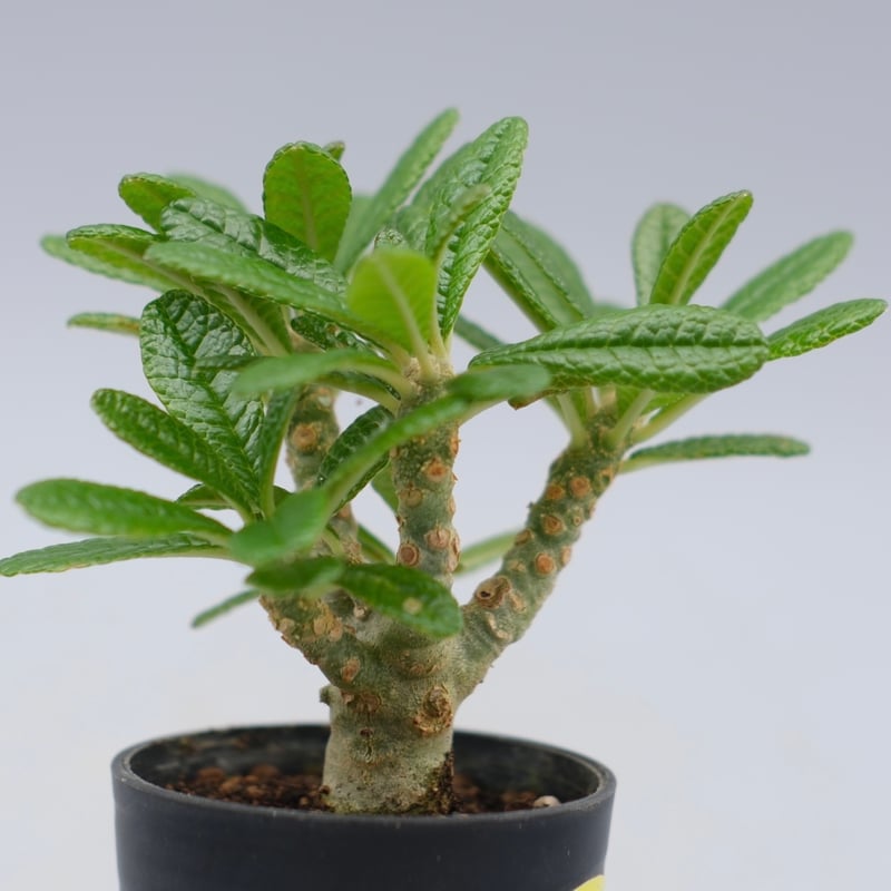 ドルステニア ギガス042 Dorstenia gigas | Sunny Branch