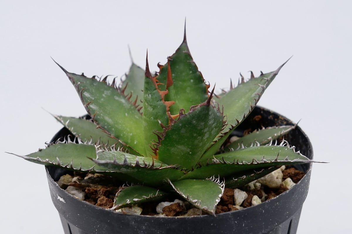 アガベ ホリダ 強棘 アガベ ホリダ 005 Agave horrida 強棘 | Sunny Branch