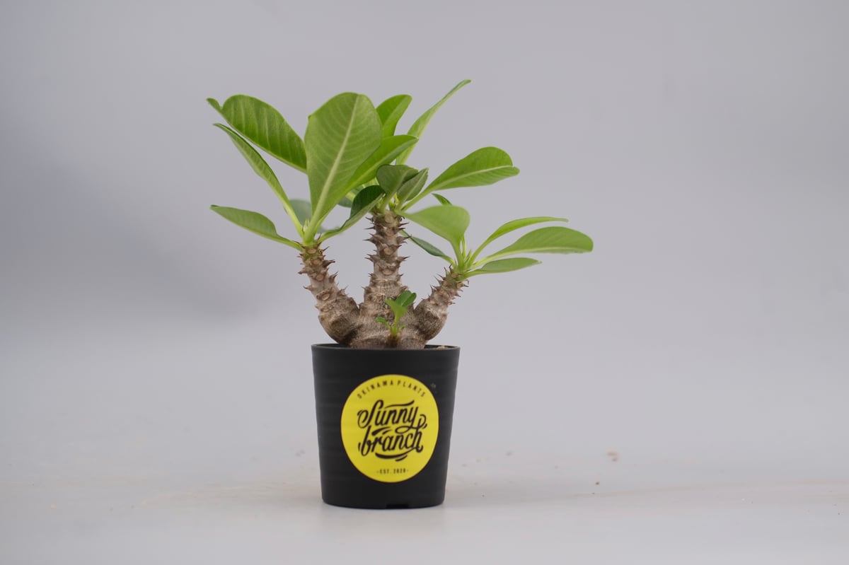 じぇむさんウィンゾリー パキポディウム ウィンゾリー 実生株 061 Pachypodium windsorii |