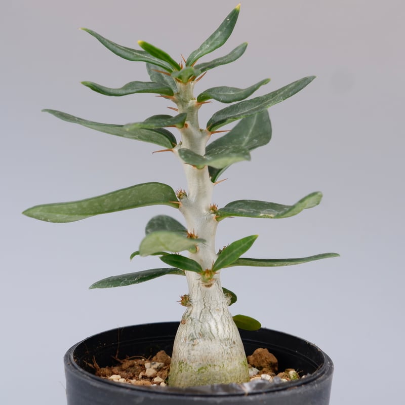 パキポディウム ビスピノーサム Pachypodium bispinosum 005 | Su