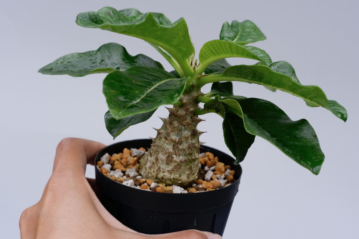 パキポディウム ウィンゾリー 003 Pachypodium windsorii | Sunn
