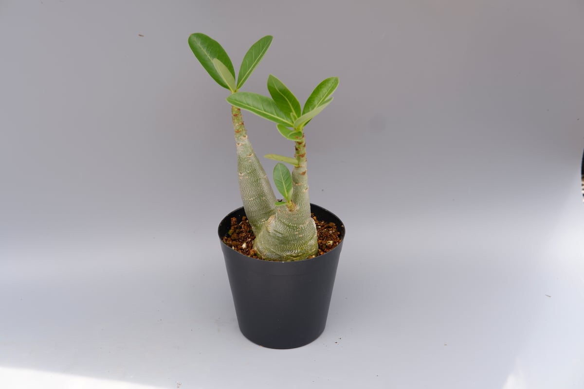 アデニウム ソマレンセ 実生株 Adenium somalense 005 | Sunny B