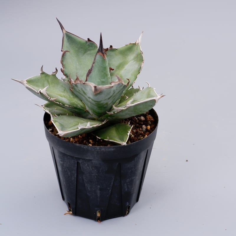 アガベ　チタノタ　US DWARF　中株　子株2個付き アガベ チタノタ US DWARF 中株 子株2個付き AGAVE TITANOTA US