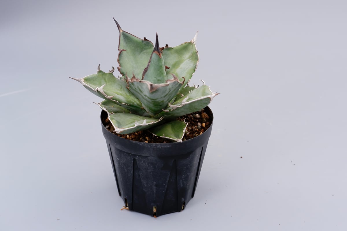 アガベ チタノタ ドワーフ こんにちは、カメオです＼(^o^)／ 🌵【幻のアガベ？ チタノタ