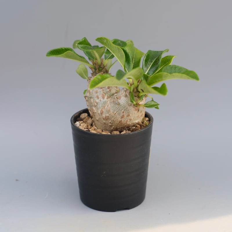 パキポディウム ウィンゾリー 実生株 095 Pachypodium windsorii |