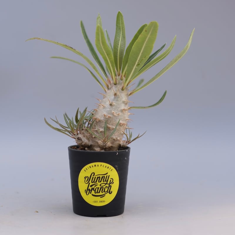 パキポディウム カクチペス 実生株 026 Pachypodium cactipes | Su
