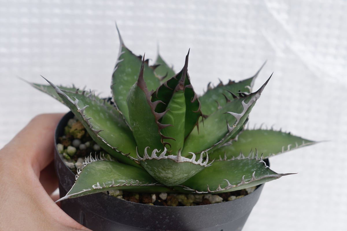 アガベ ホリダ 025 Agave horrida 強棘 | Sunny Branch