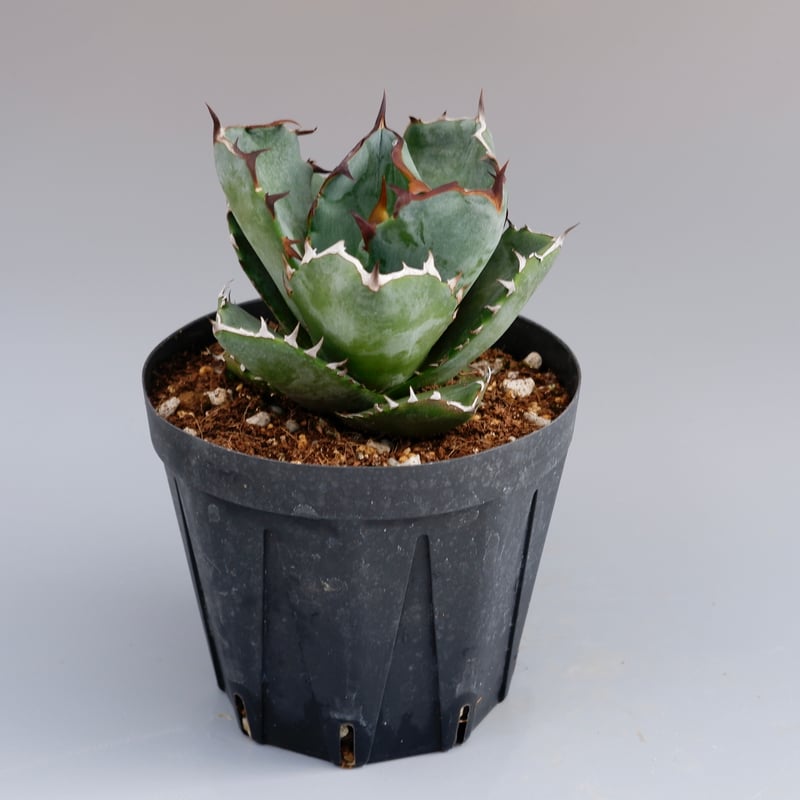 アガベ オテロイ 実生株 Agave oteroi seeding 055 | Sunny