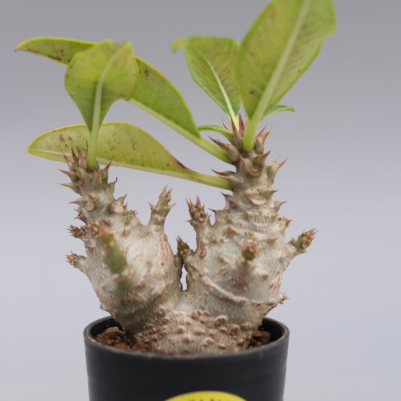 パキポディウム ウィンゾリー 実生株 117 Pachypodium windsorii |