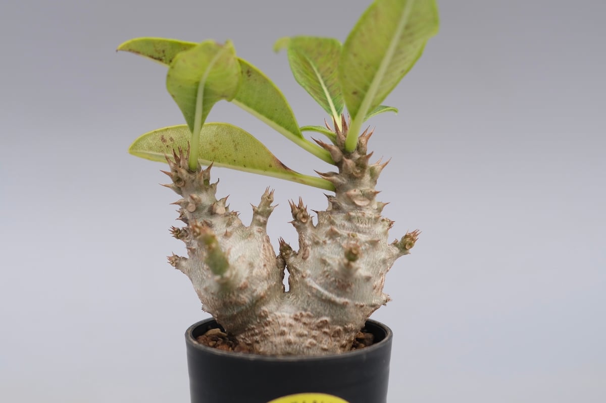 パキポディウム ウィンゾリー 実生株 117 Pachypodium windsorii |