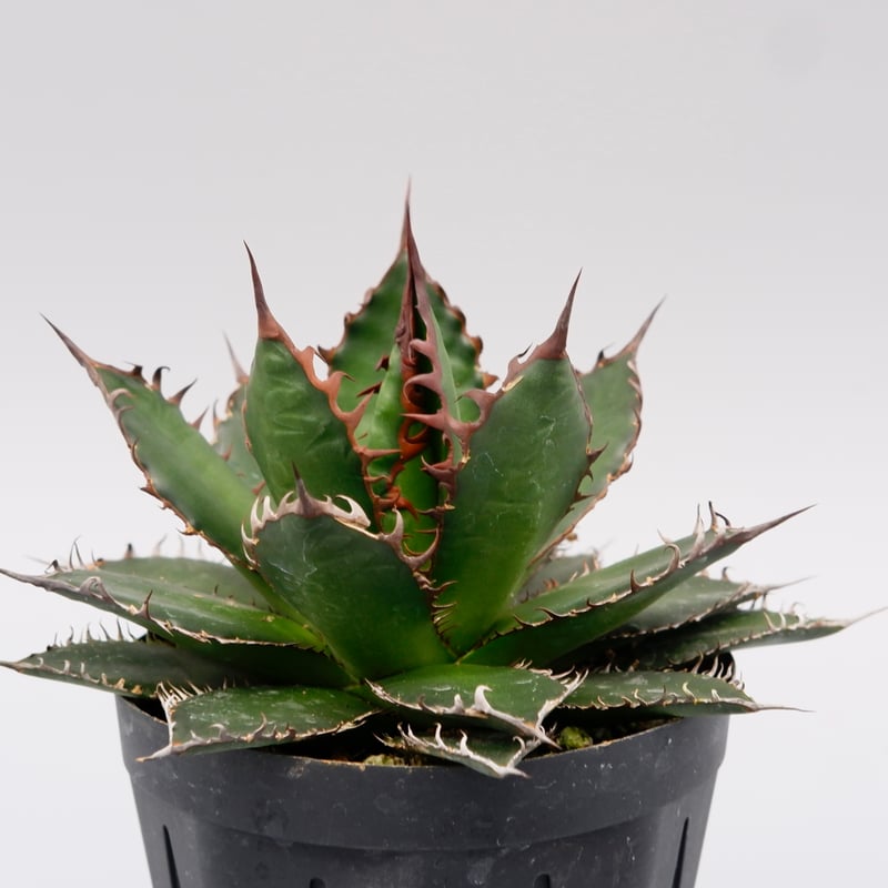 アガベ　ホリダ アガベ ホリダ 044 Agave horrida 強棘 | Sunny Branch
