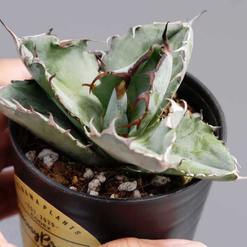 アガベ チタノタ ブラックアンドブルー Agave titanota BB 047 | Sun