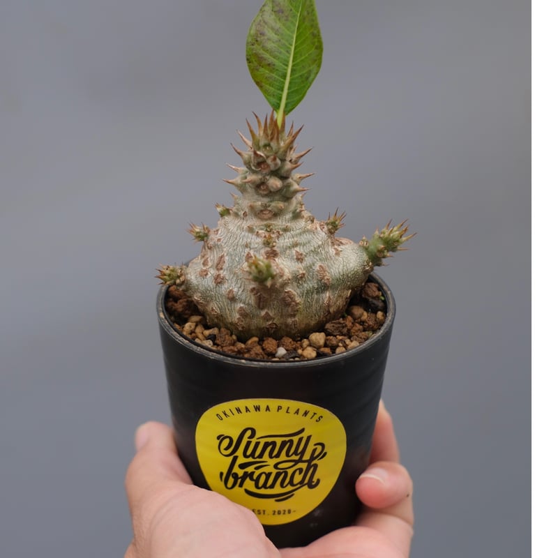 パキポディウム ウィンゾリー 実生株 118 Pachypodium windsorii |