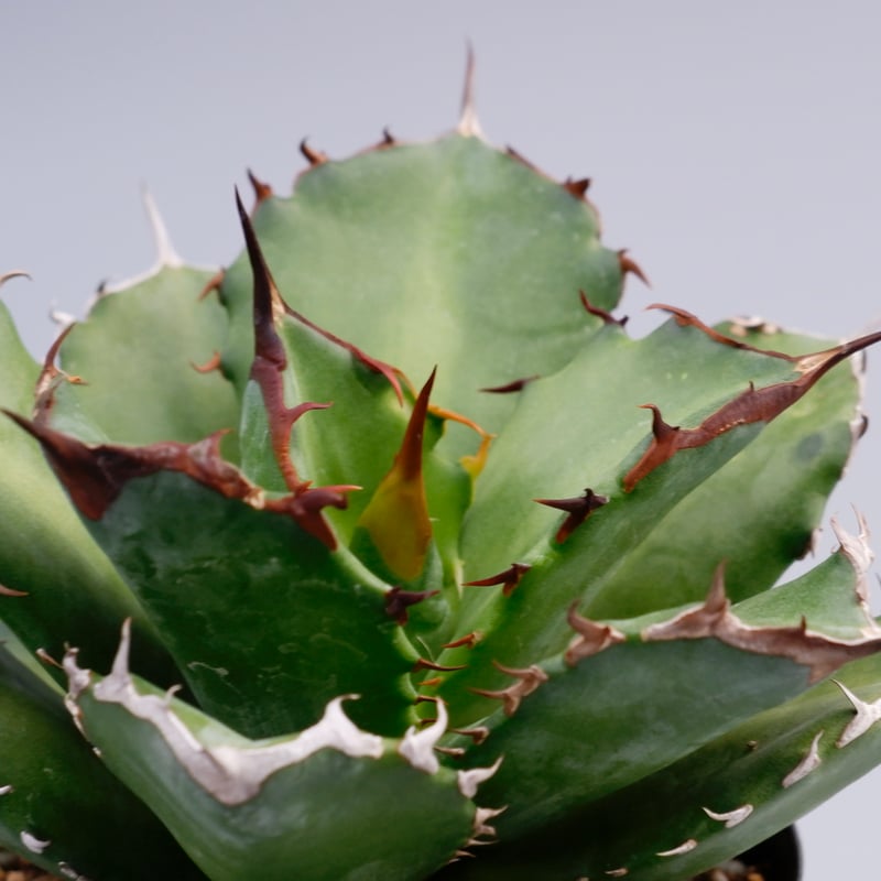 アガベ チタノタ ドワーフ 002 Agave titanota 'Dwarf' | Sunn