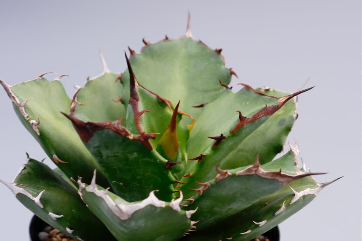 アガベ チタノタ ドワーフ 002 Agave titanota 'Dwarf' | Sunn