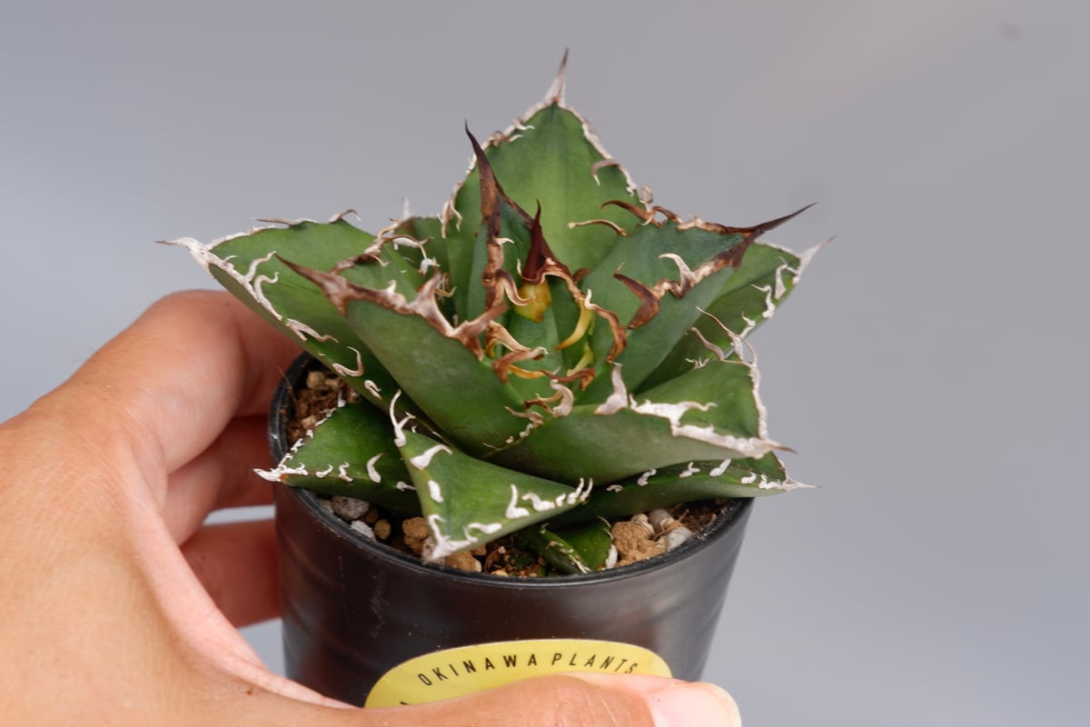 アガベ チタノタ シーザー Agave titanota caesar 132 | Sunny