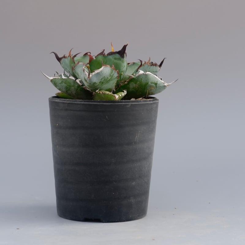 アガベ チタノタ ブラックアンドブルー Agave titanota BB 066 | Sun